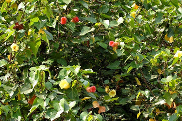 10 PORTIA TREE Yellow Pink Purple Flowers Change Color Pacific Rosewood Tulip Thespesia Populnea Seeds